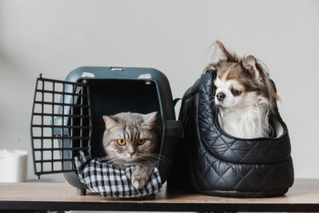 ペットの登録抹消と譲渡手続き