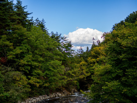 循環葬とは？森に還る自然葬の仕組みと特徴