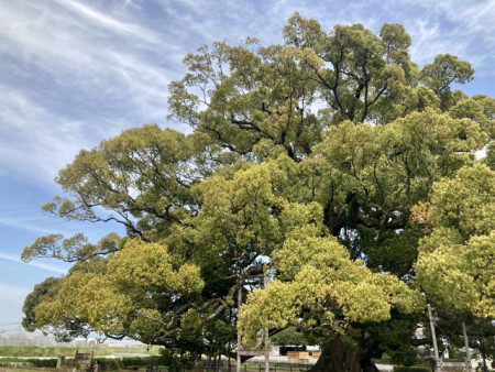 樹木葬 × 後継者問題｜お墓を継ぐ人がいない場合の選択肢