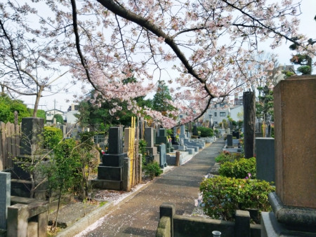 ゼロ葬と散骨・樹木葬の違い|選び方と組み合わせパターン