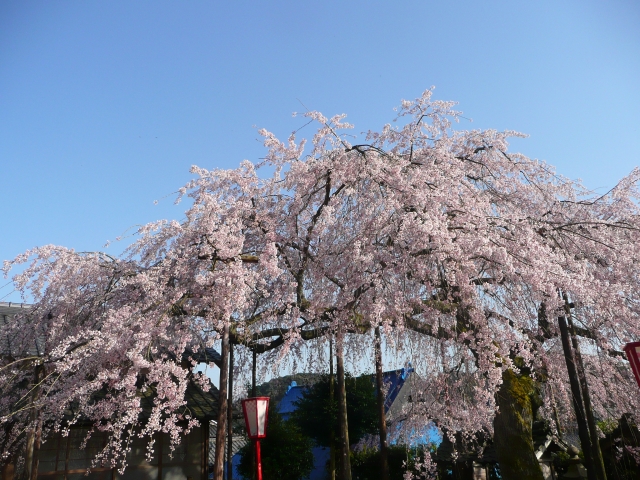 桜の画像